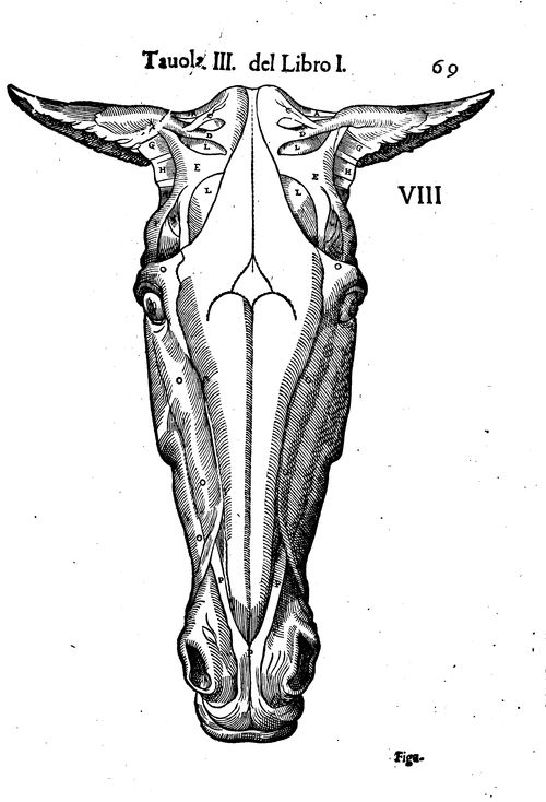 
					Carlo Ruini, Anatomia del cavallo, infermita et suoi rimedii, 1602 (BmL, 150043)
				