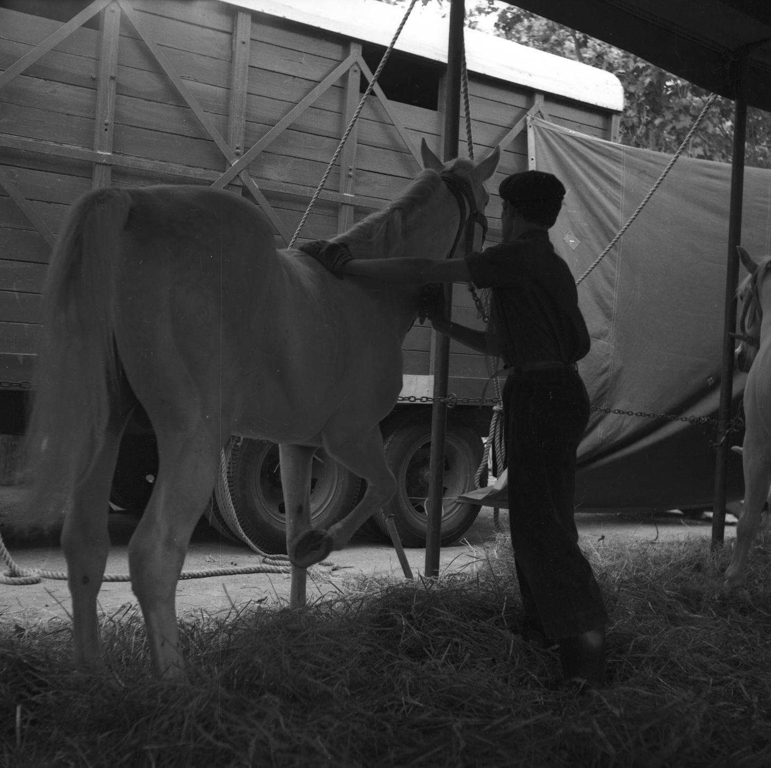 [La Toilette du Cheval blanc]