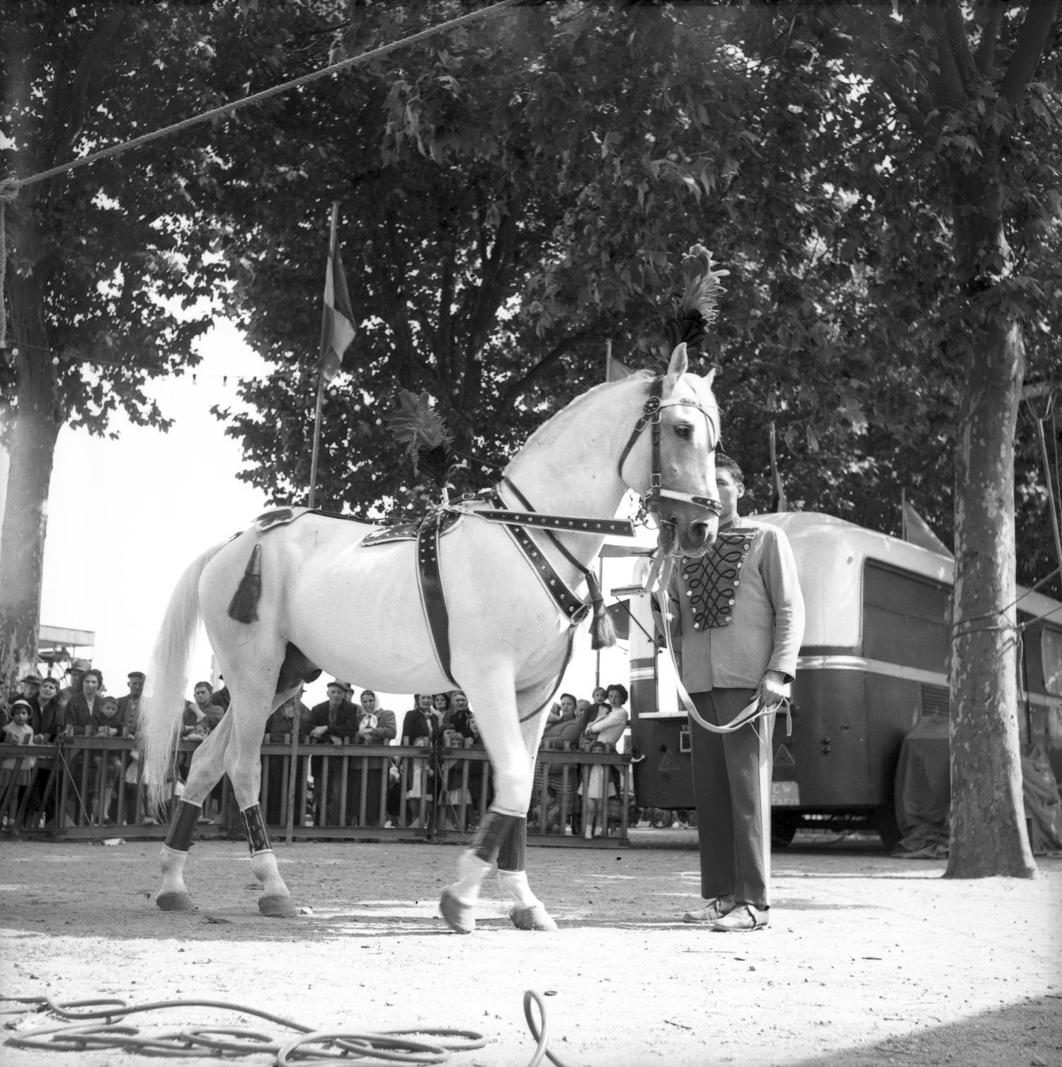 [Le Cheval est prêt !]