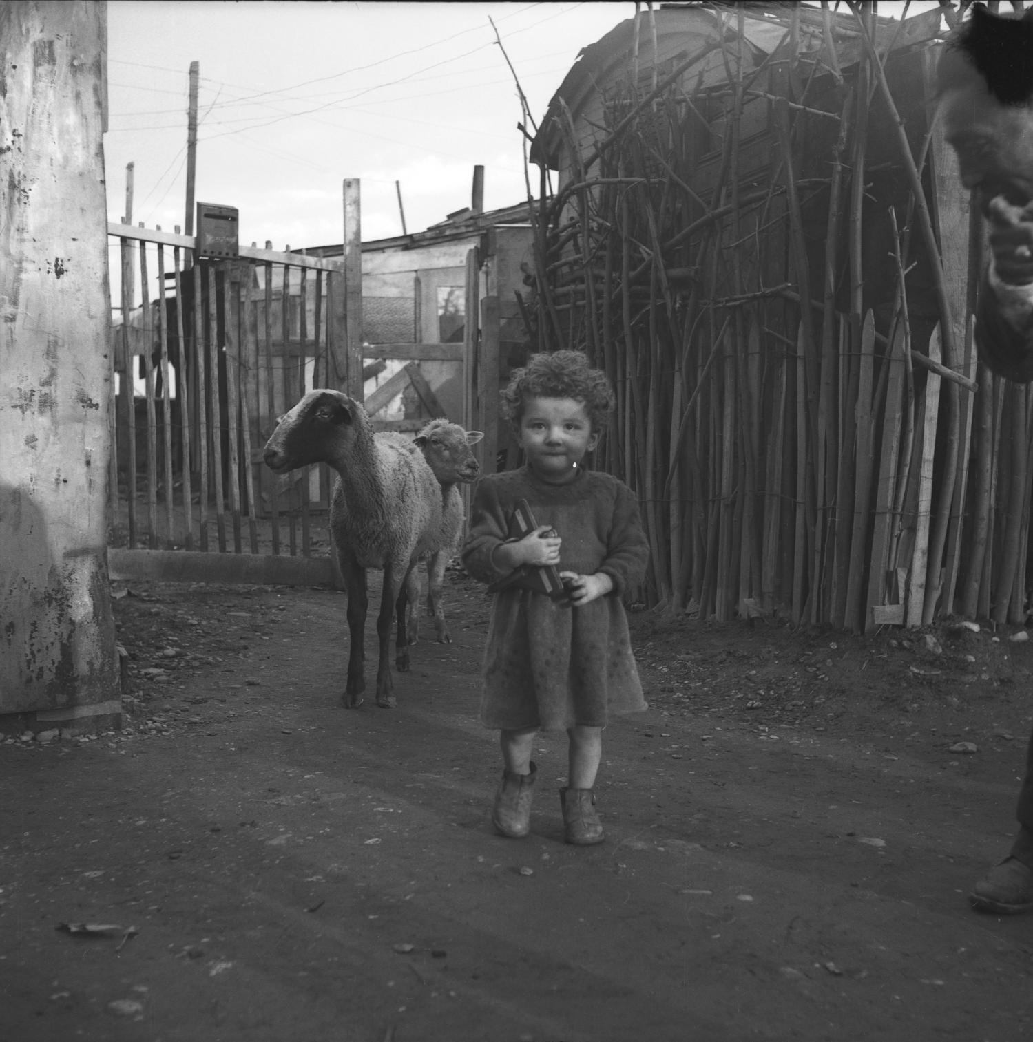 [Une enfant et deux moutons]