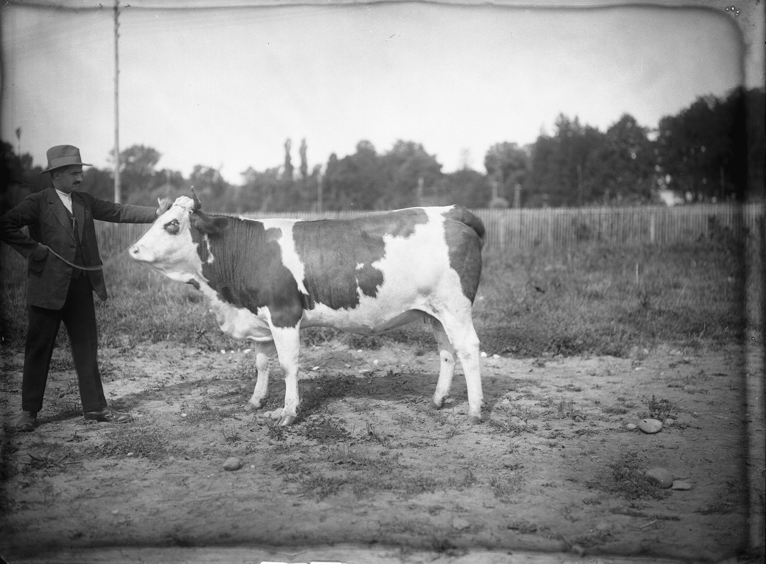 [Ecole d'agriculture de Cibeins : vache et vacher]