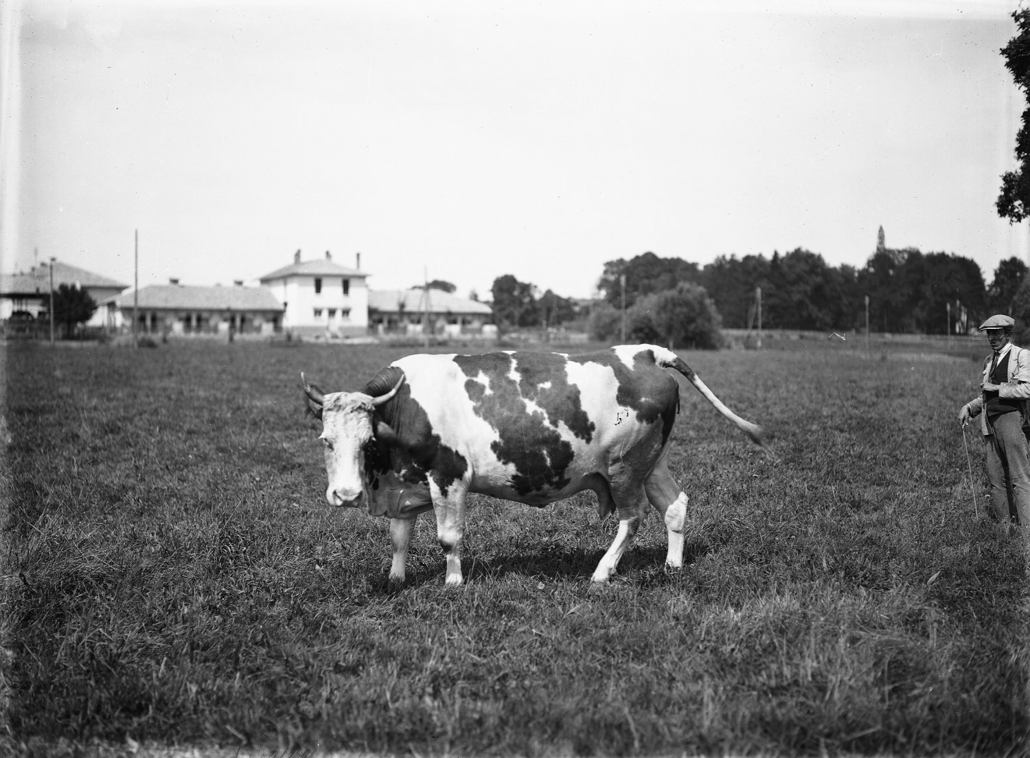 [Ecole d'agriculture de Cibeins : vache]