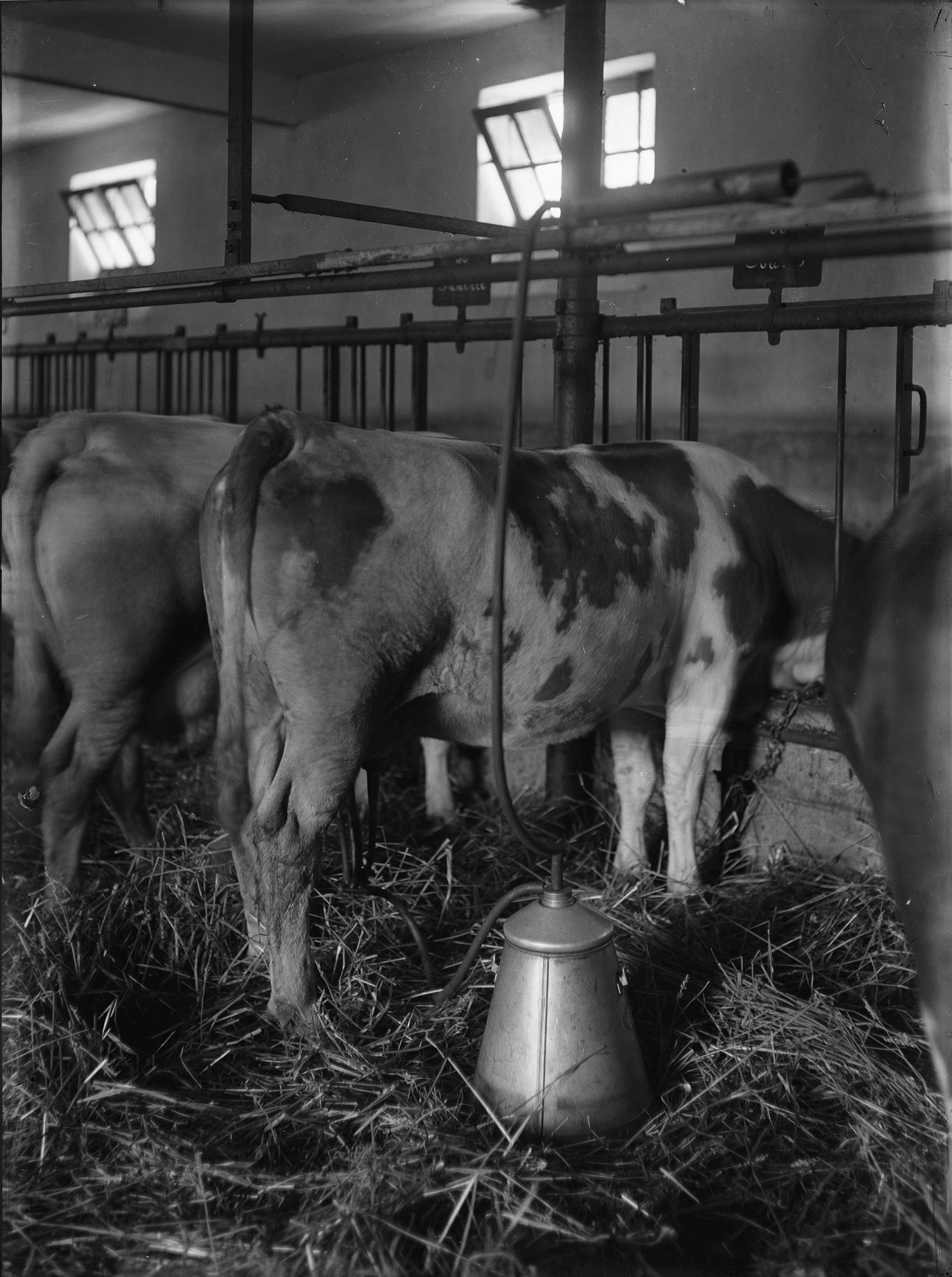 [Ecole d'agriculture de Cibeins : traite mécanique des vaches]