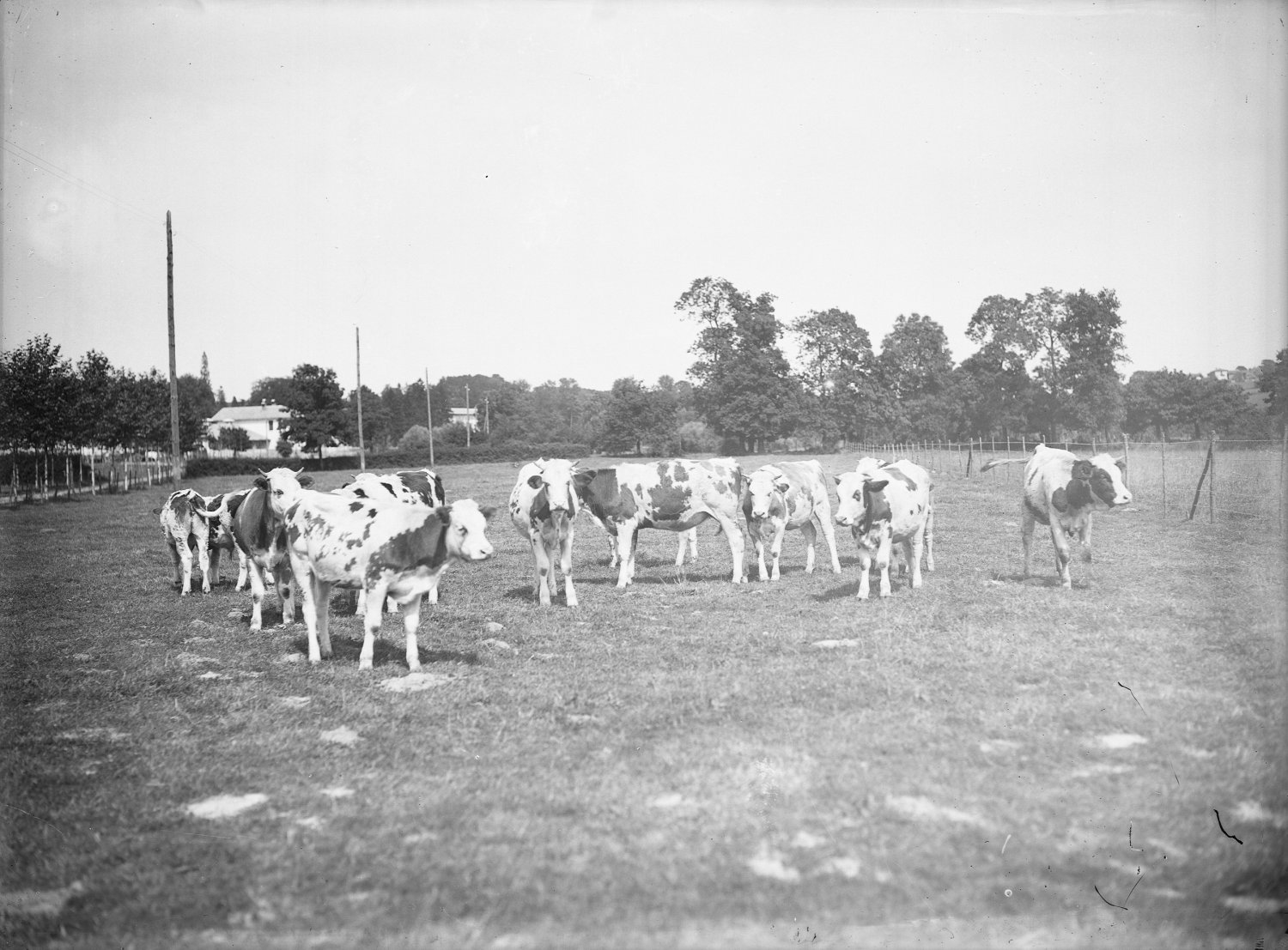 [Ecole d'agriculture de Cibeins : troupeau]