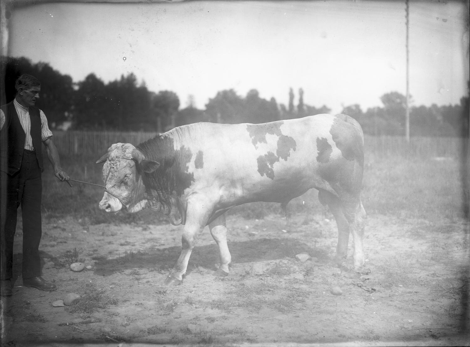 [Ecole d'agriculture de Cibeins : taureau et vacher]