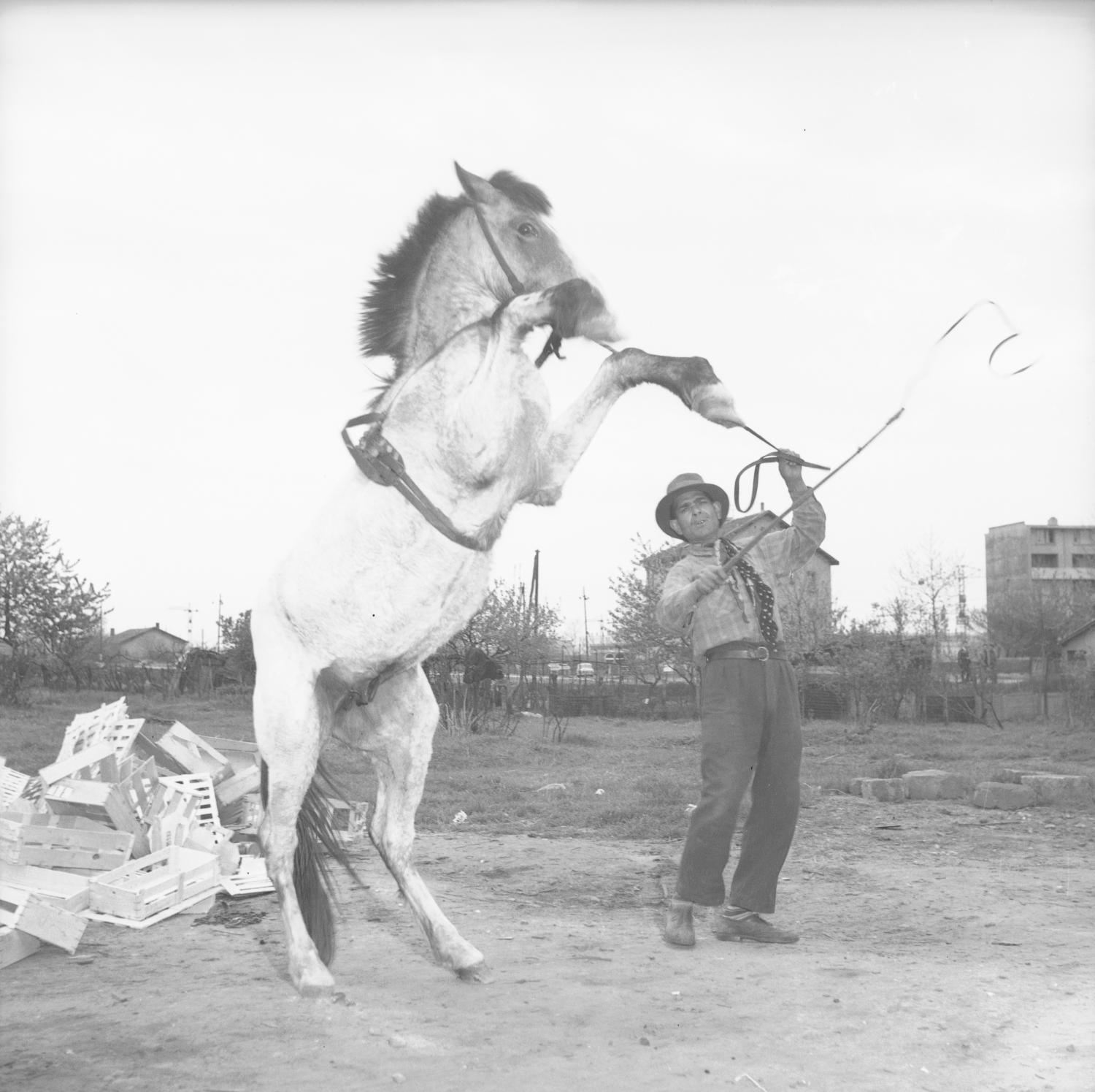 Kostich et le cheval Tarjan