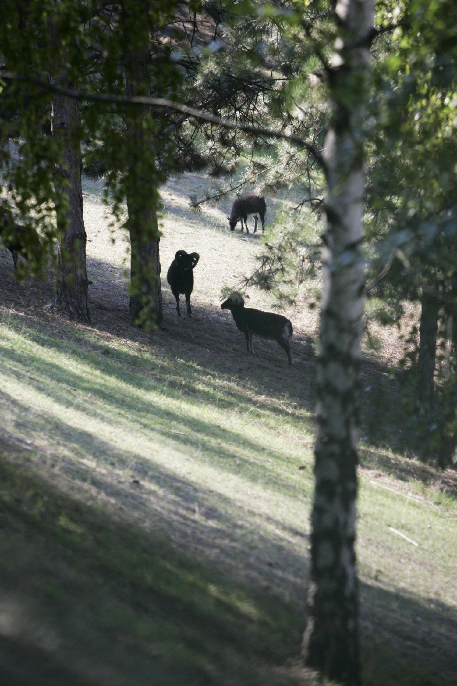 [Moutons dans le cimetière de Loyasse]