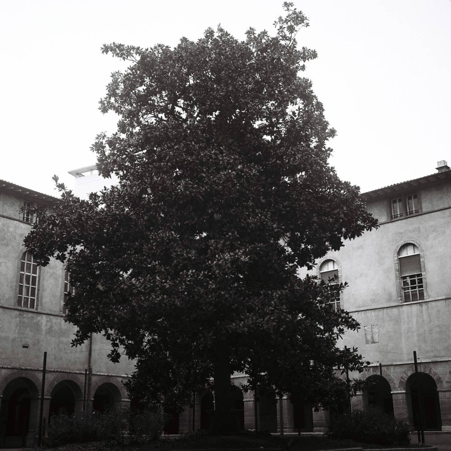 Un arbre immense dans la cour intérieure de l'hôtel-Dieu