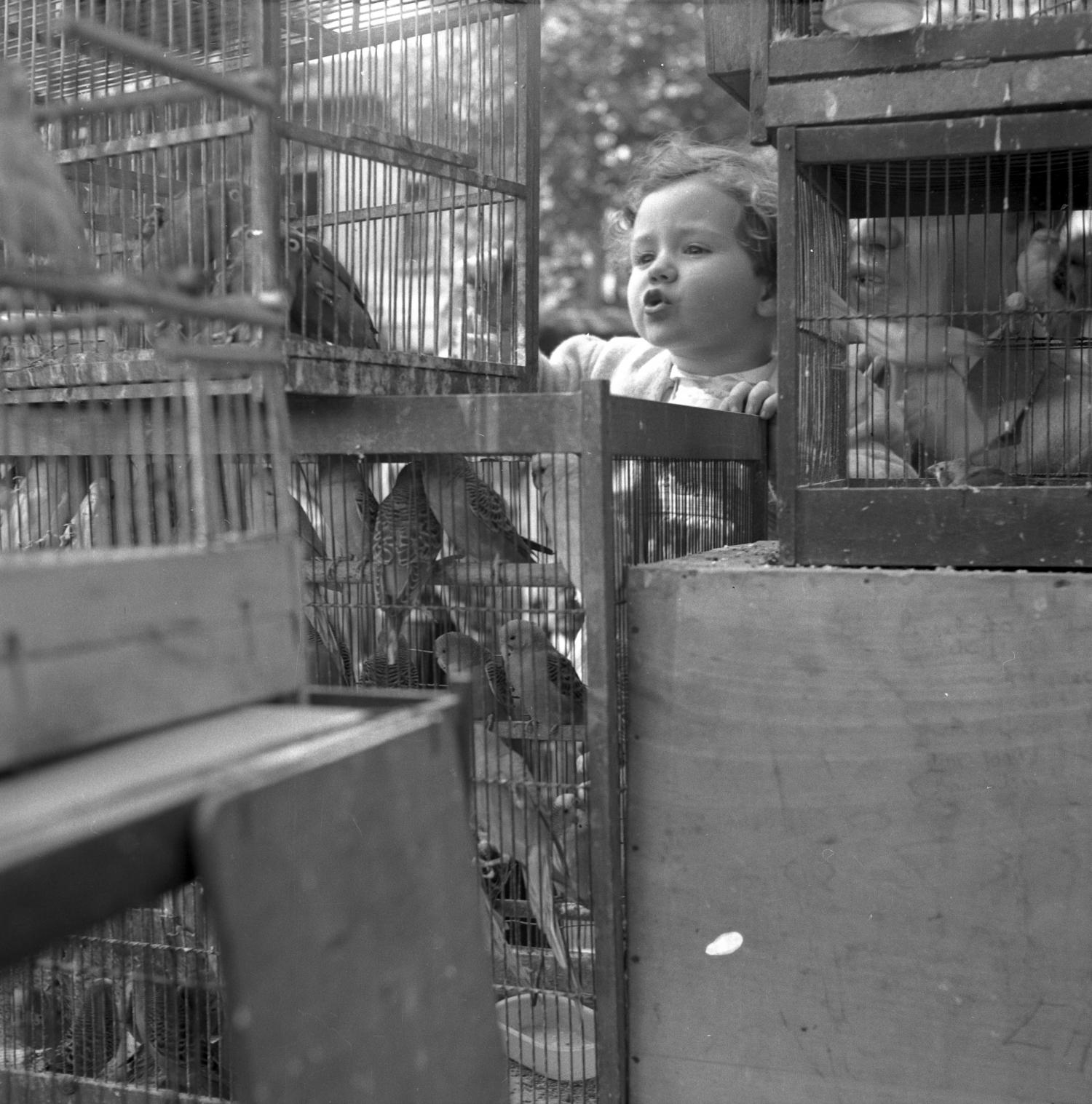 [Une enfant devant des cages contenant des oiseaux ]