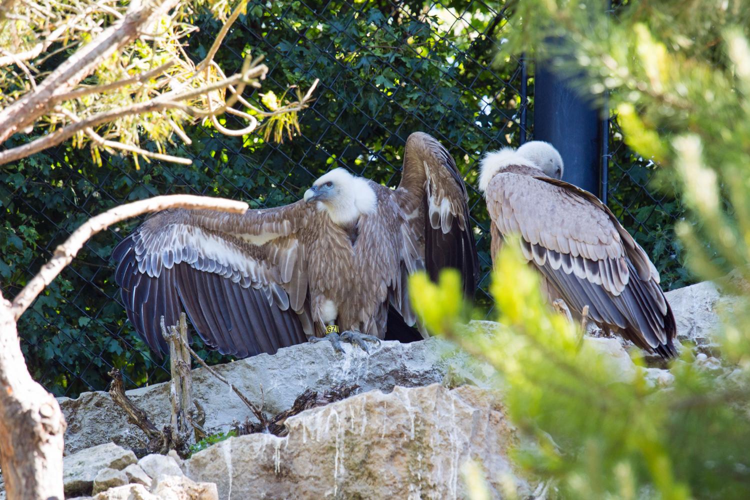 Parc des oiseaux, aigles