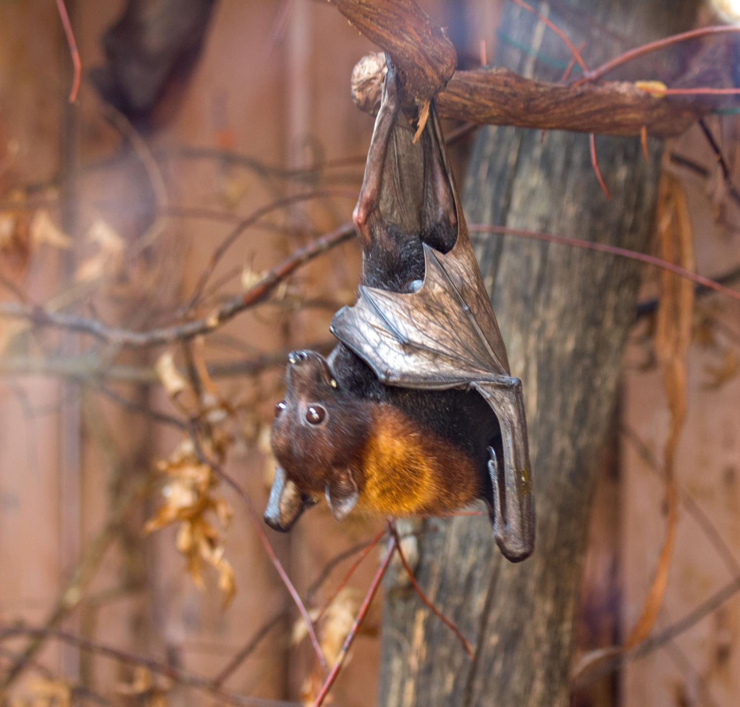 Parc des oiseaux, roussette