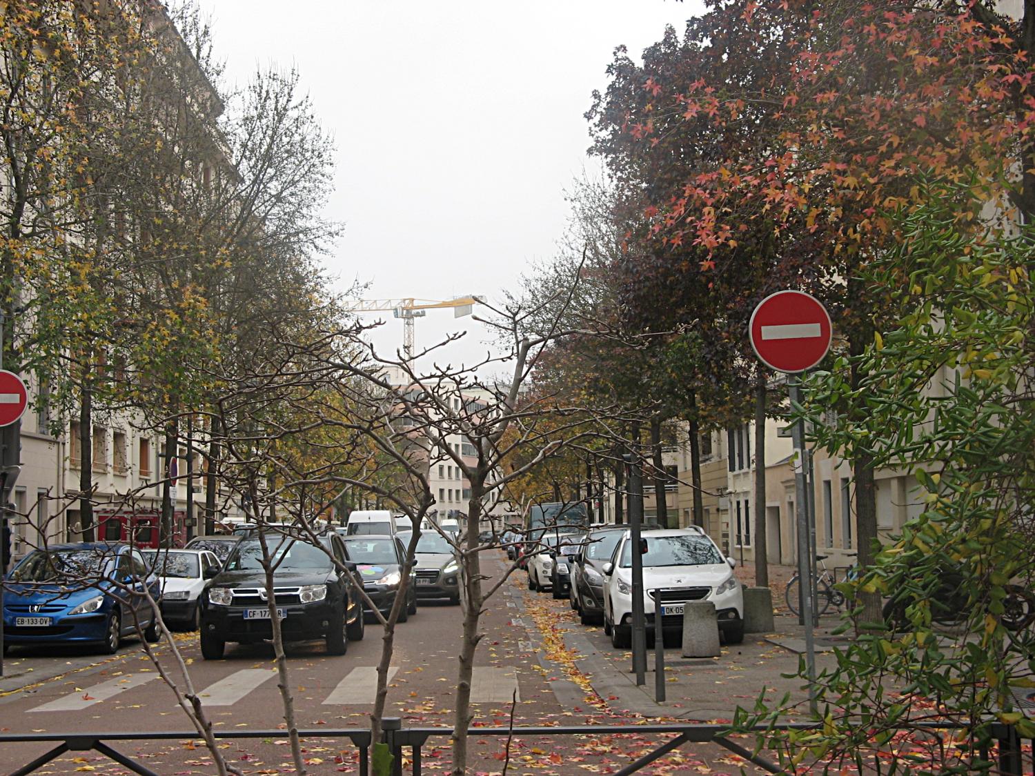 "Les arbres sans feuilles"