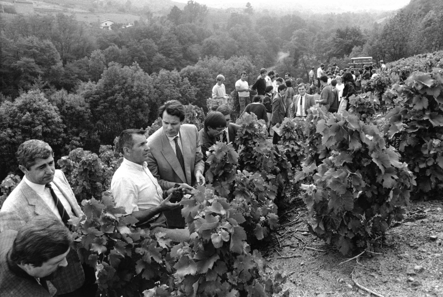 [Michel Noir dans les vignobles du Beaujolais]