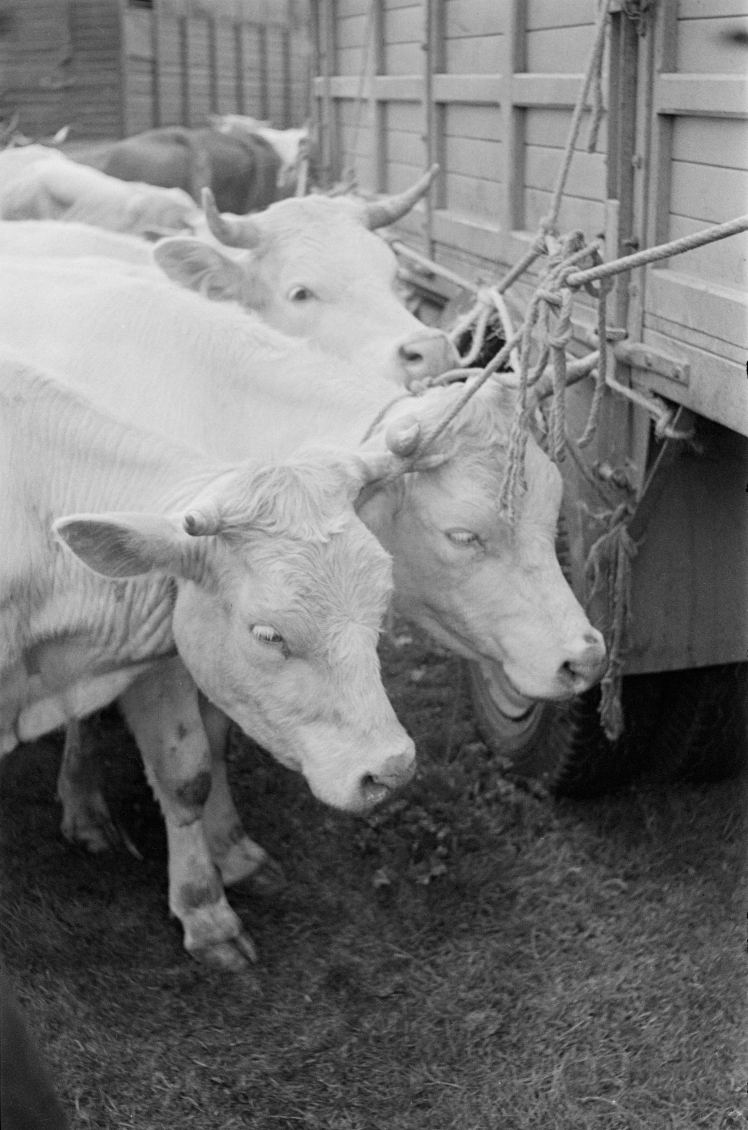 [Foire de Nervieux (1950)]