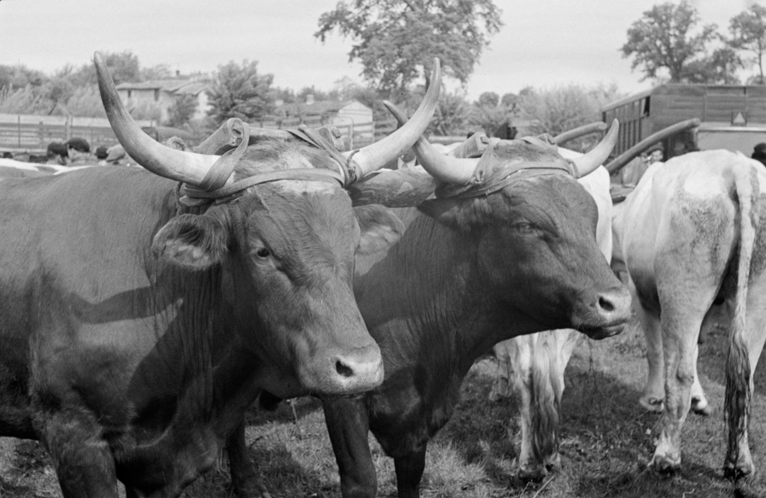 [Foire de Nervieux (1950)]