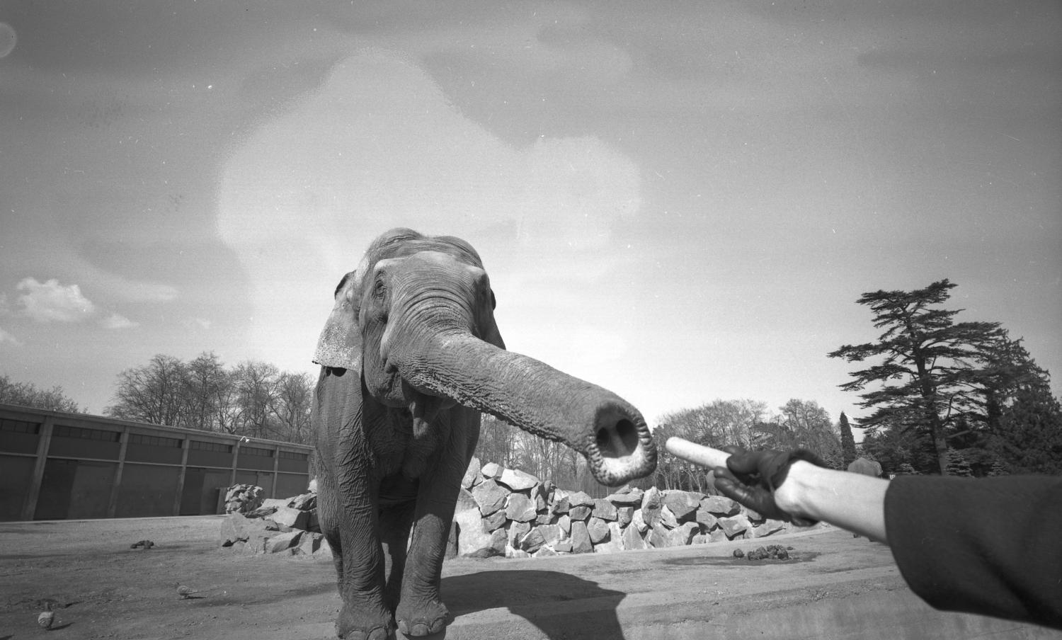 Eléphants du Parc de la Tête-d'Or