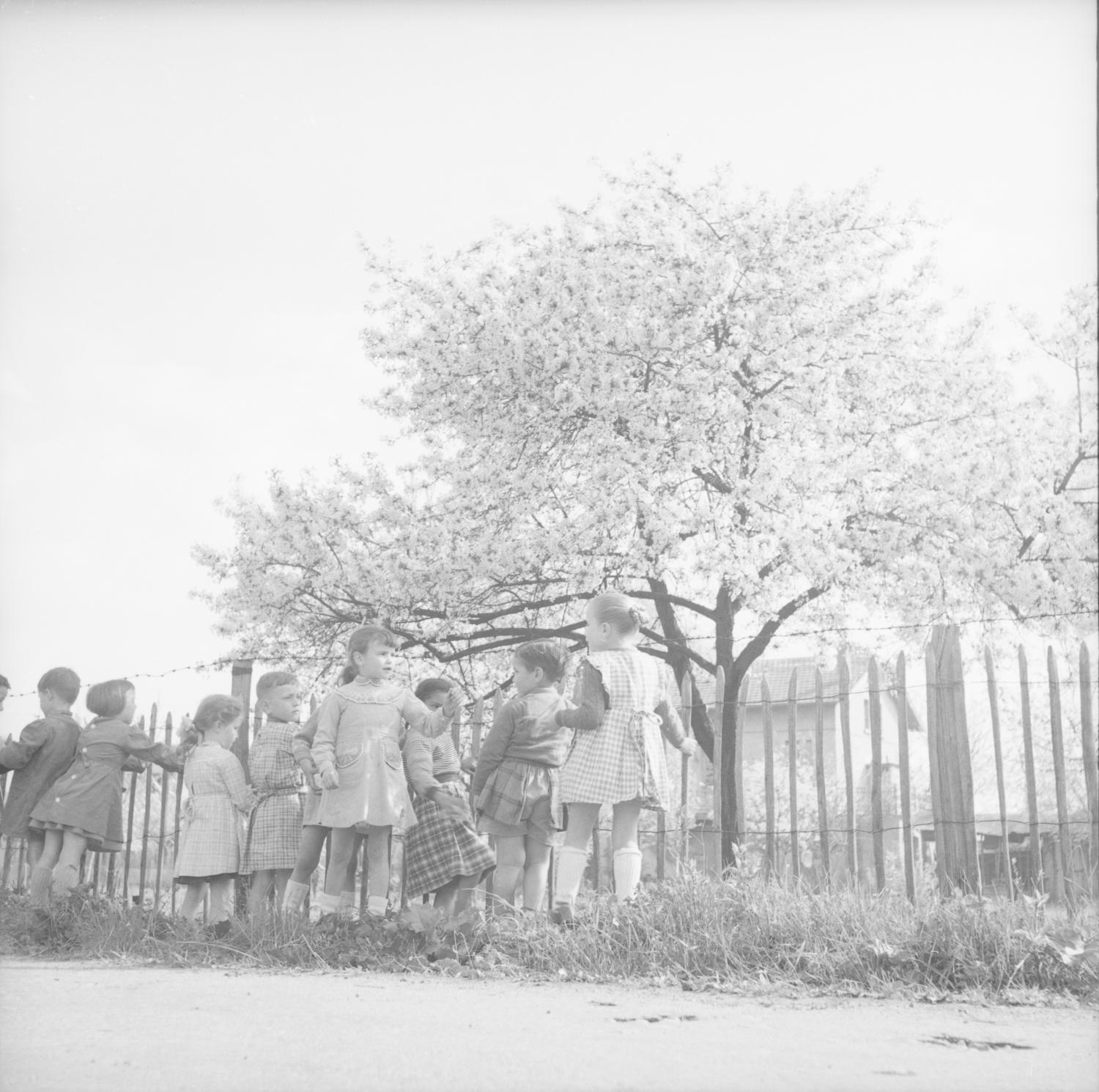 [Groupe d'enfants sur le bord du chemin près d'un cerisier en fleur]