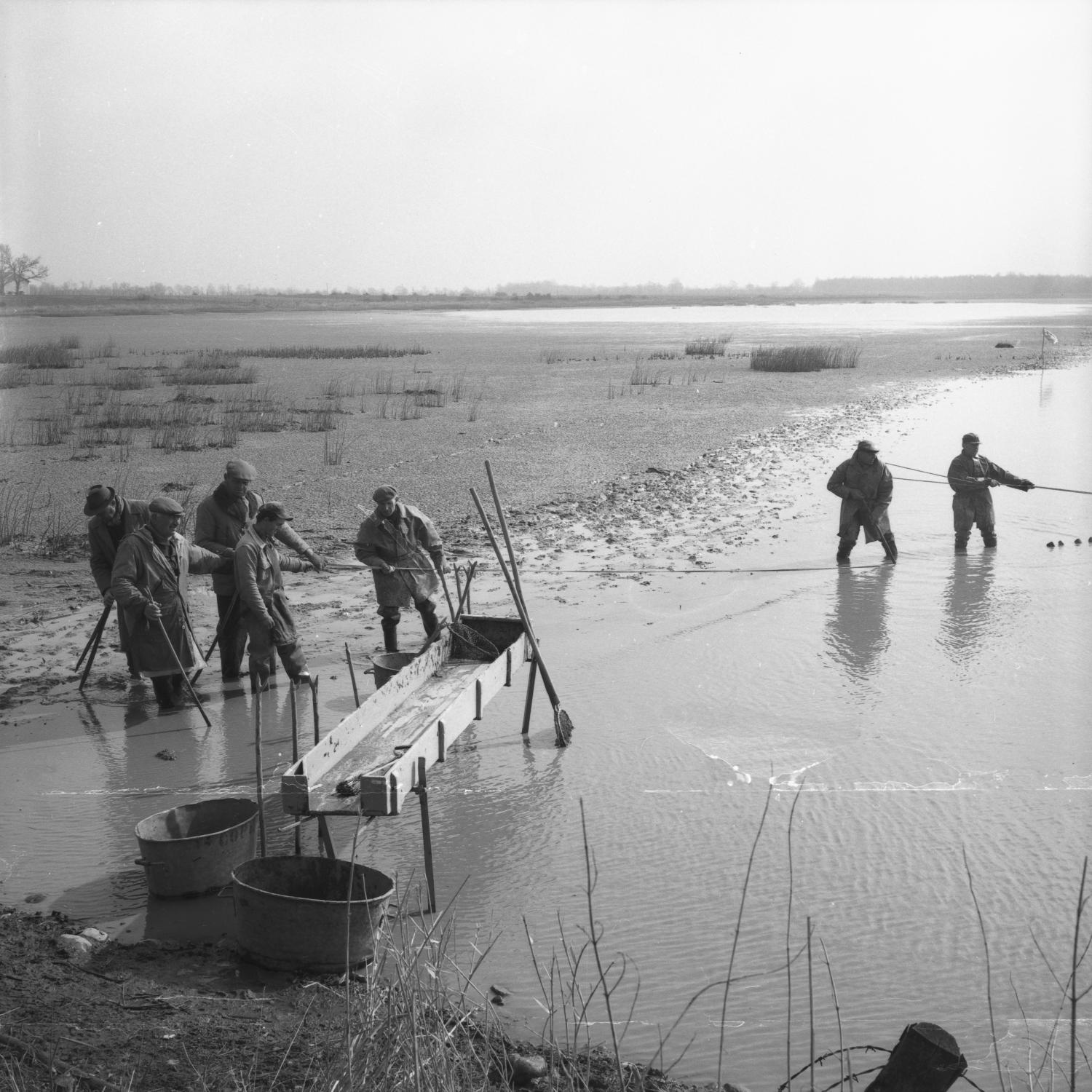 [Les pêcheurs rassemblent le poisson près de la grande table en bois appelée gruyère]