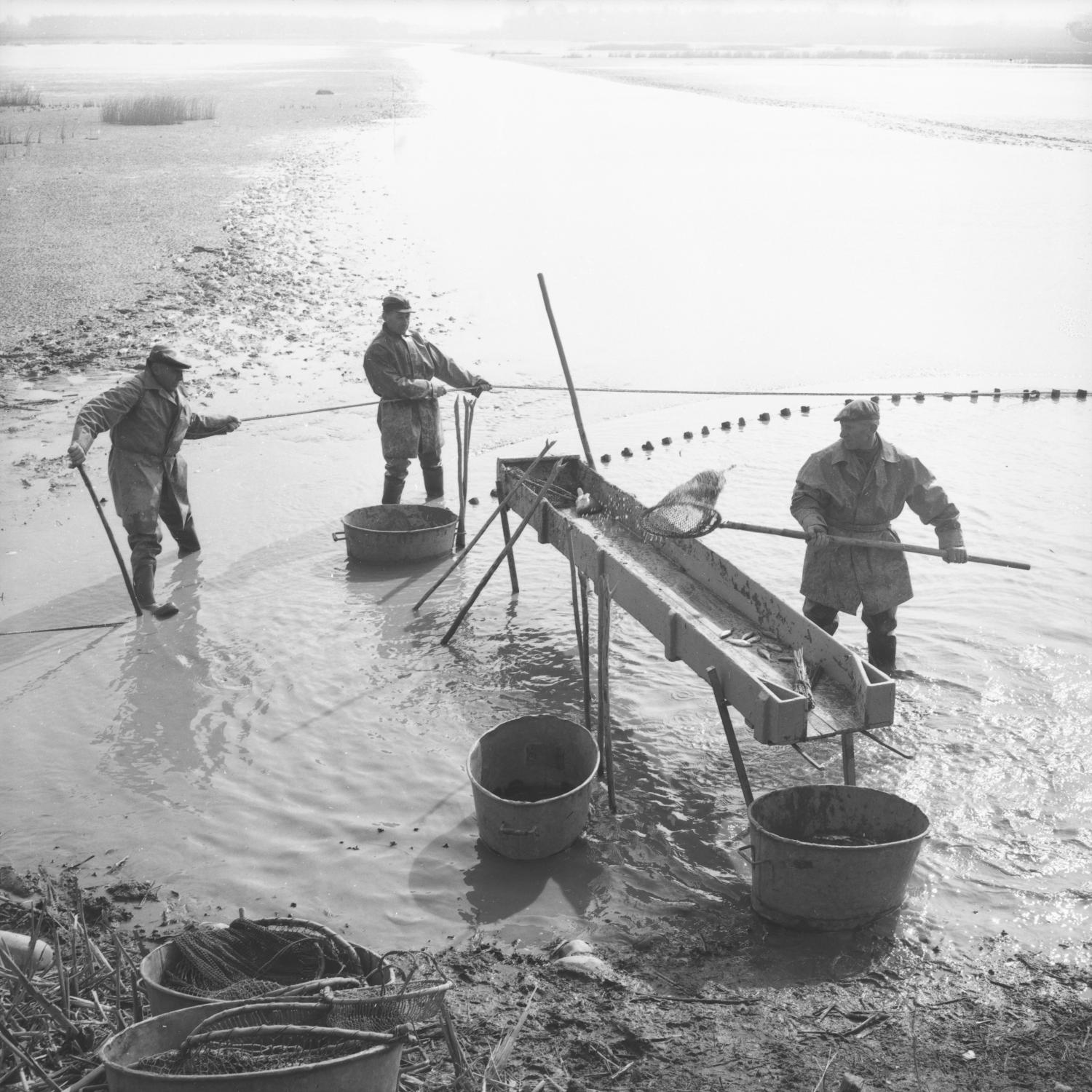 [Le pêcheur avec son arvaux jette les premiers poissons dans la gruyère]