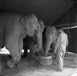 [Le repas des éléphants]