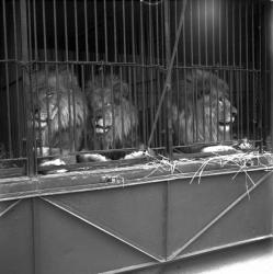 [Trois lions dans leur cage]