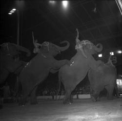 [Spectacle d'éléphants sous le chapiteau]