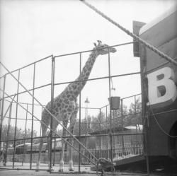 [Le repas suspendu de la Girafe]