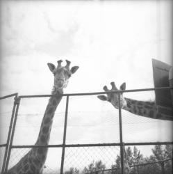 [Deux Girafes]
