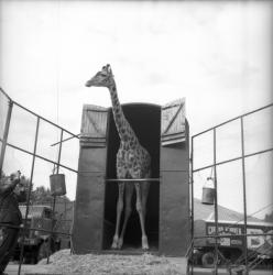 [Une Girafe sort la tête de son box]