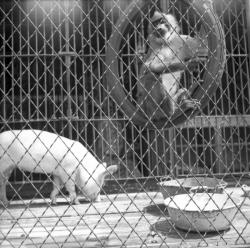 [Un singe et un cochon dans la même cage]