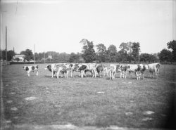 [Ecole d'agriculture de Cibeins (Misérieux, Ain)]