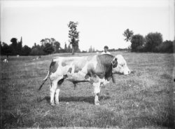 [Ecole d'agriculture de Cibeins (Misérieux, Ain)]