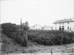 [Ecole d'agriculture de Cibeins (Misérieux, Ain)]