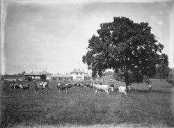 [Ecole d'agriculture de Cibeins (Misérieux, Ain)]