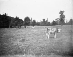 [Ecole d'agriculture de Cibeins (Misérieux, Ain)]