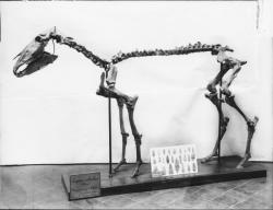 [Muséum d'histoire naturelle de Lyon au boulevard des Belges : squelette de cheval (Equus Cabalus)]