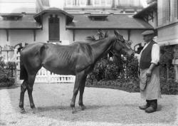 [Palefrenier tenant un cheval par la bride]