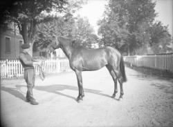 [Cheval tenu par un palfrenier]