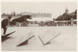 [Un concours d'obstacles, place Bellecour, au début du XXe siècle]