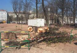 [Les arbres dans la ville]