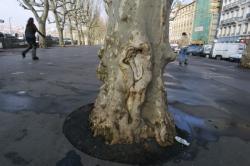 [Les Platanes du quai des Célestins]