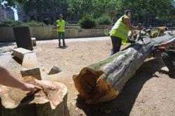 [Abattage des platanes de la place Bellecour]