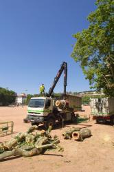 [Abattage des platanes de la place Bellecour]