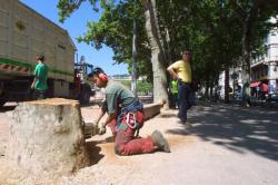 [Abattage des platanes de la place Bellecour]