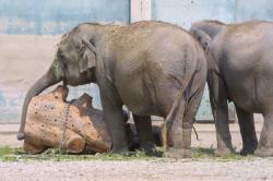 [Les éléphants d'Asie du parc de la Tête-d'Or]