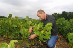 [Dans les vignobles du Beaujolais avant les vendanges]