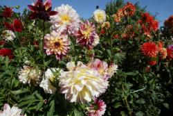 [Exposition de dahlias au Jardin botanique de Lyon]