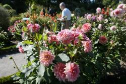 [Exposition de dahlias au Jardin botanique de Lyon]