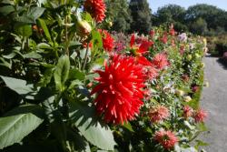 [Exposition de dahlias au Jardin botanique de Lyon]