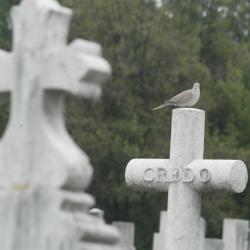 [Le nouveau cimetière de la Guillotière à la Toussaint]